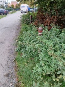 Foto: Starker Bewuchs in den Sickermulden, große Schlaglöcher 